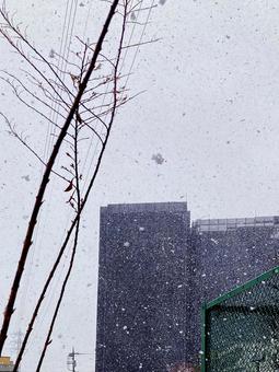 雪 雪の写真