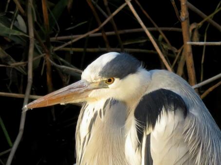 冬の河岸に佇むアオサギ・表情アップ アオサギ,鳥,野鳥の写真素材