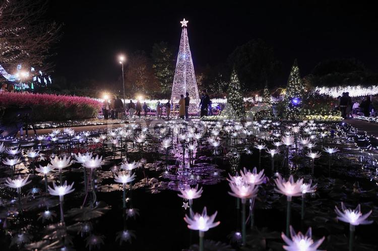 あしかがフラワーパークイルミネーション あしかがフラワーパーク,栃木県,イルミネーションの写真素材