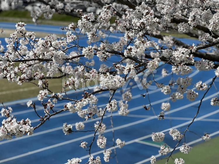 陸上競技場に咲くソメイヨシノ 桜,お花見,春の写真素材