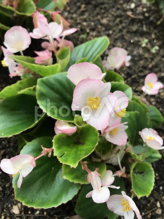 ベゴニア 自然,葉,花の写真素材