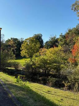 秋の公園 紅葉,青空,公園の写真素材