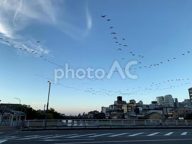 雁行：編隊飛行 ビル,シルエット,美しいの写真素材