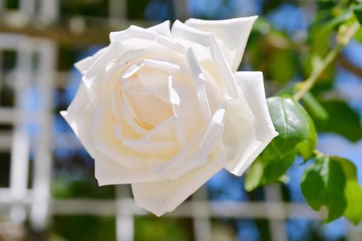 薔薇 ホワイトクリスマス 薔薇 ホワイトクリスマス 薔薇,ホワイトクリスマス,白の写真素材