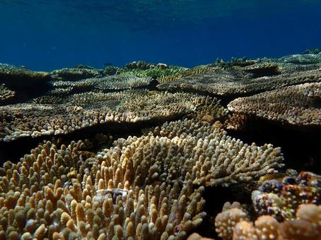 テーブルサンゴ テーブルサンゴ シュノーケリング,魚,海の写真素材