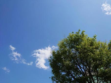 青空と緑の木々 青空と緑の木々の写真