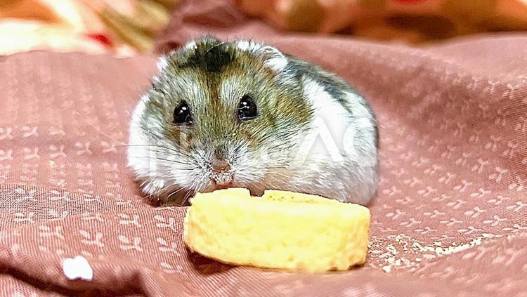 おやつを食べるジャンガリアンハムスター3 バームクーヘン,お菓子,ジャンガリアンハムスターの写真素材