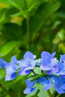 アジサイ5 アジサイ5 紫陽花,あじさい,花の写真素材