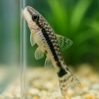 【熱帯魚】水槽を泳ぐオトシンクルス 【熱帯魚】水槽を泳ぐオトシンクルスの写真