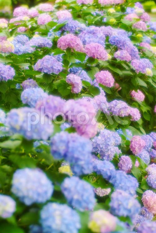 美しい紫陽花_ソフトイメージ 紫陽花,あじさい,アジサイの写真素材