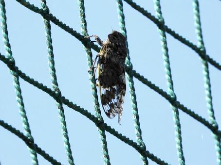 ネットにつかまるセミの写真