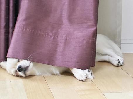 Chihuahua taking a nap behind a curtain, JPG Chihuahua taking a nap behind a curtain, JPG