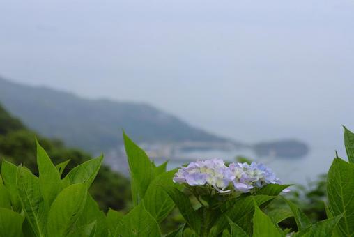 6月中旬の紫雲出山のアジサイの花と霧の海 6月中旬の紫雲出山のアジサイの花と霧の海の写真