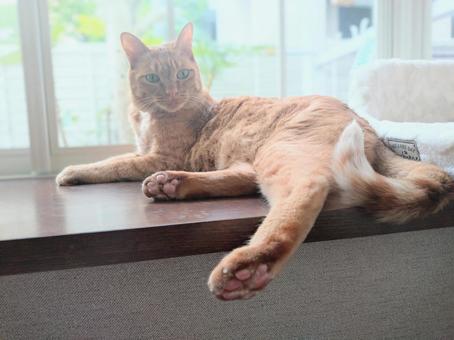 Brown tabby cat relaxing by the window, JPG Brown tabby cat relaxing by the window, JPG