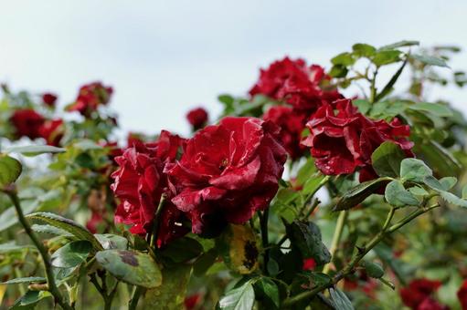 鎌倉, 大船フラワーセンターのバラ バラ,大船フラワーセンター,鎌倉の写真素材