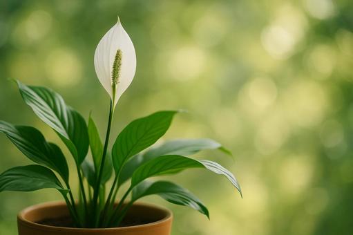 白い花と葉の観葉植物背景ぼけ 白い花と葉の観葉植物背景ぼけの写真
