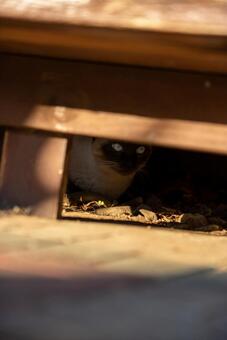 物陰から覗くシャム猫 猫,シャム猫,動物の写真素材