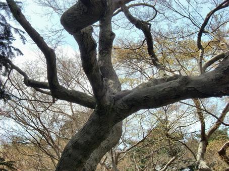 Photo, wood, dry, undulation, 