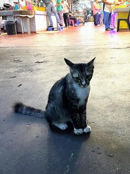 Photo, cat, market, concrete, 