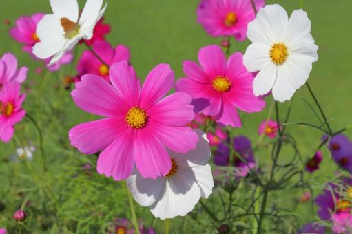 コスモス　花 花,コスモス,秋桜の写真素材
