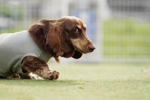 ミニチュアダックスのポートレート 犬,ミニチュアダックス,ダックスフンドの写真素材