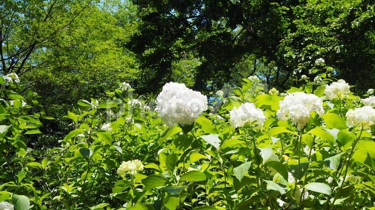 七沢森林公園・紫陽花＆新緑の森（厚木市） 初夏,紫陽花,七沢森林公園の写真素材
