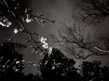 Cherry Blossoms at Night, JPG Cherry Blossoms at Night, JPG
