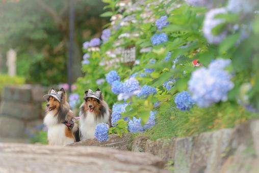 Photo, dog, outdoors, the scenery, 