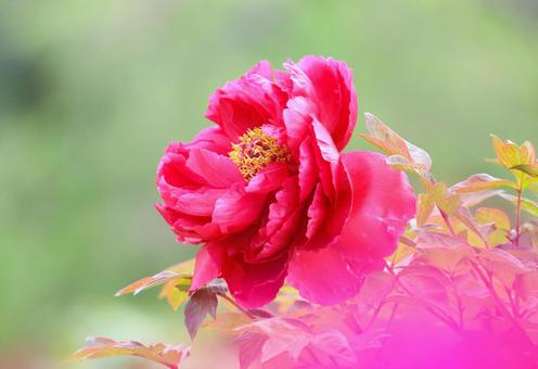 牡丹1 牡丹1 ぼたん,牡丹,花の写真素材