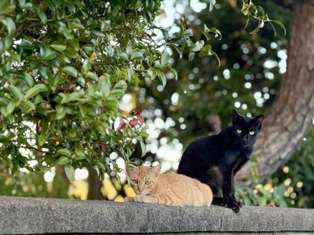 茶トラと黒猫 茶トラと黒猫 茶トラ,黒猫,ネコの写真素材