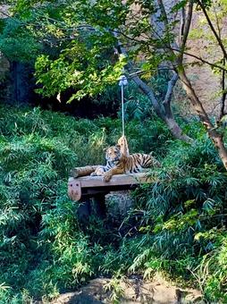 リラックストラの写真