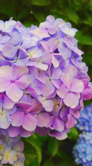 雨の紫陽花 雨の紫陽花の写真