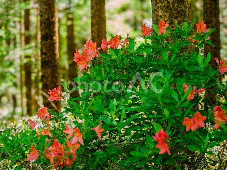 つつじ、森の中、木々、緑の葉 花,自然,森の写真素材