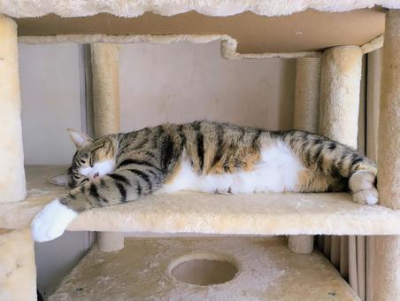伸びて眠る猫 伸びて眠る猫 ネコ,ねこ,ペットの写真素材