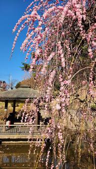 梅香る風景３ 梅,しだれ梅,快晴の写真素材