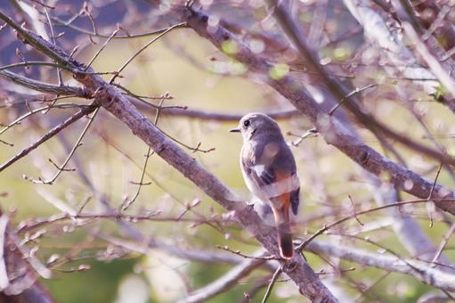 枝にとまるジョウビタキの雌 鳥,ジョウビタキ,自然の写真素材