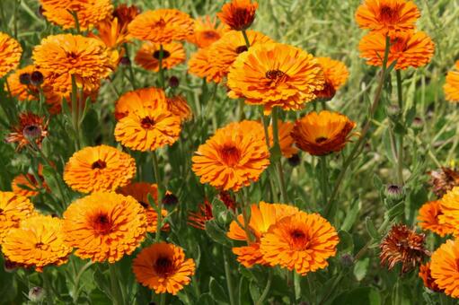 キンセンカ・金盞花　咲く風景 キンセンカ,草花,鮮やかなの写真素材