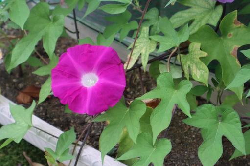 夏の始まり、一輪の朝顔 夏の始まり、一輪の朝顔の写真