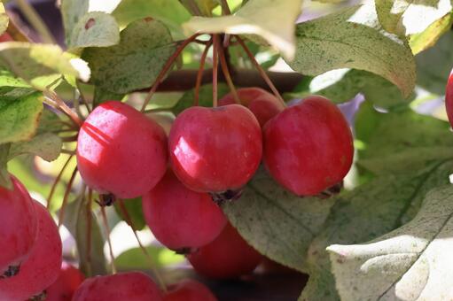 赤く色づく姫リンゴのなる木の枝のアップ 赤く,色づく,姫リンゴの写真素材