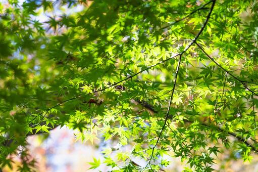 緑のもみじ 紅葉,もみじ,秋の写真素材