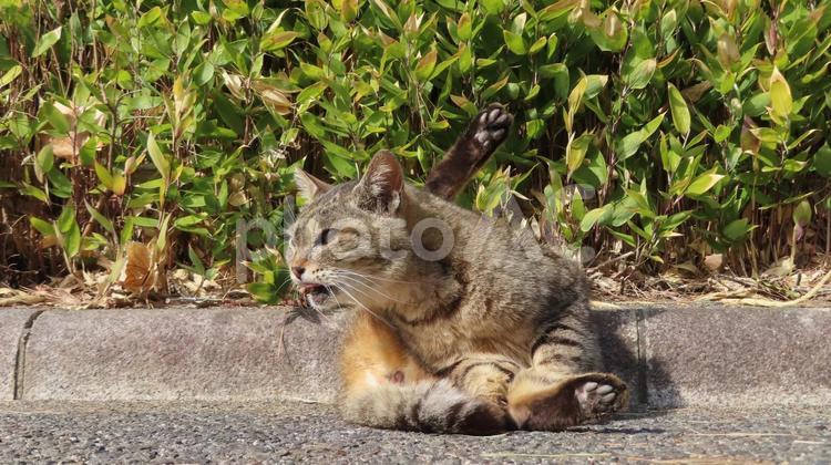 肉球にも日差しを当てる技巧派のモフモフ猫 猫,キジトラ,肉球の写真素材