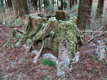 コケが生えた切り株② コケが生えた切り株②の写真