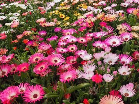お花 お花の写真