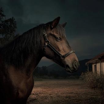 暗闇の中でも存在感を放つ馬 暗闇の中でも存在感を放つ馬の写真