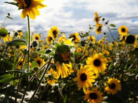 逆光を浴びるひまわりの写真