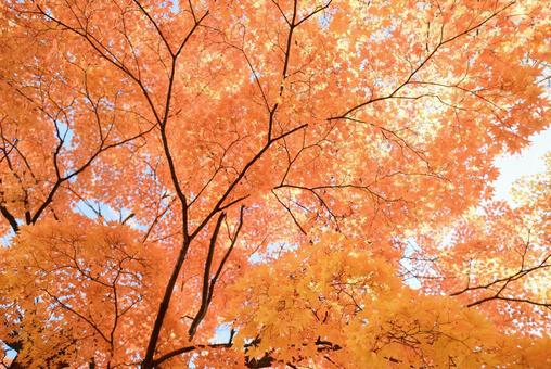 秋晴れと紅葉 紅葉,モミジ,カエデの写真素材