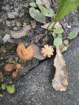 mushroom, JPG