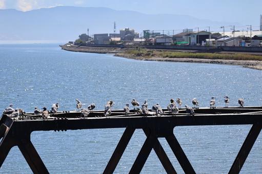 Photo, bridge, a lot, seabirds, 