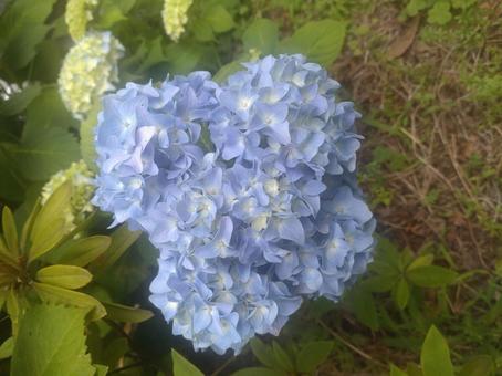 Hydrangea, JPG