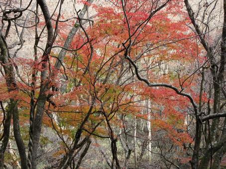鹿又川渓谷の紅葉 鹿又川渓谷の紅葉の写真